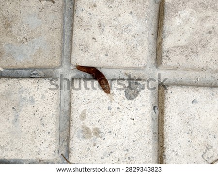 Small land slug (a shell-less terrestrial gastropod mollusk) crawling across a paved stone surface