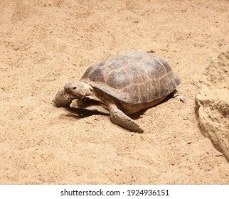 A Small Land Turtle Crawls On The Sand