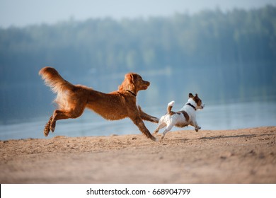 Small And Large Dogs Running Around On The Beach