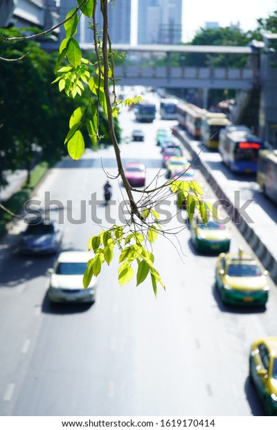 A small\
leaf branch hanging down over a\
street.