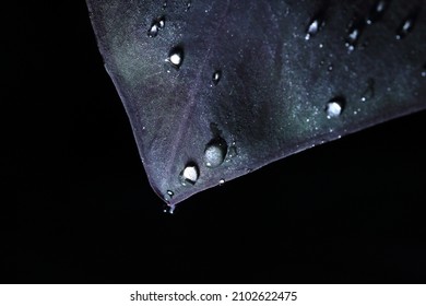 Small leaf tops in a pot