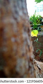 A small leaf in a tree