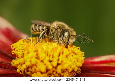 Small leafcutter bee gathering pollen in a coreopsis flower with blurred background and copy space