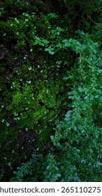 small leafy plants that are densely packed and resemble moss growing on damp brick walls forming textured backgrounds with green leaves pattern