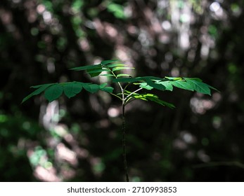 A small leafy tree in a forest with sunlight shining through the branches.
