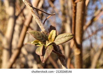 Small Leafy Vine In Winter