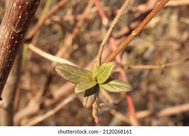 Small Leafy Vine In Winter