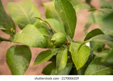 Small Lemon Tree Bearing Its First Fruits, Small Lemons, Green L