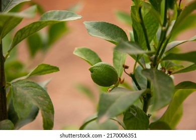 Small Lemon Tree Bearing Its First Fruits, Small Lemons, Green L