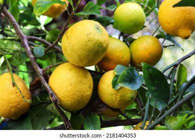 A Small Lemon Tree In The Garden.