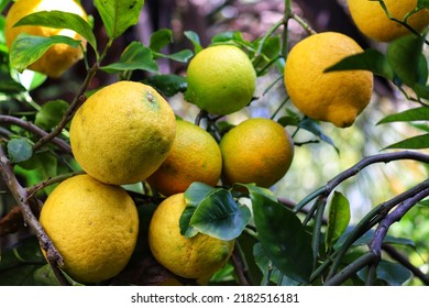 A Small Lemon Tree In The Garden.