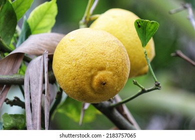 A Small Lemon Tree In The Garden.