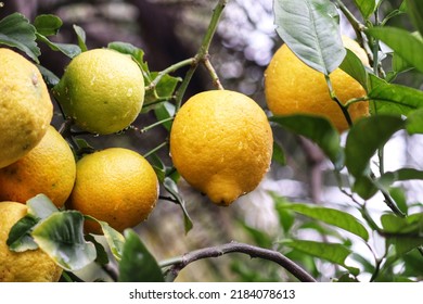 A Small Lemon Tree In The Garden.