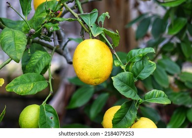 A Small Lemon Tree In The Garden.