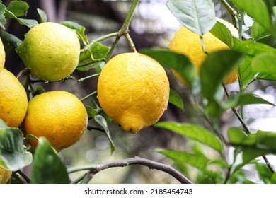 A Small Lemon Tree In The Garden.