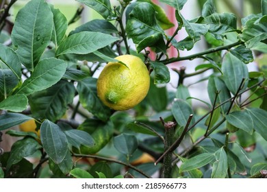 A Small Lemon Tree In The Garden.