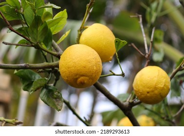 A Small Lemon Tree In The Garden.