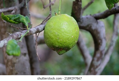 A Small Lemon Tree In The Garden.