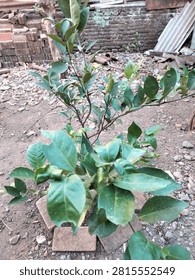 A small lemon tree planted in bare soil, displaying fresh green leaves and steady growth in a modest backyard.