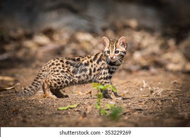 Small Leopard Cat 