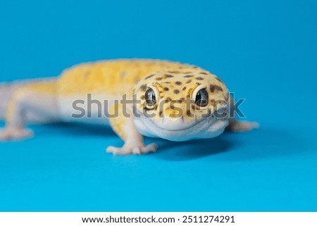 A small leopard gecko looks forward curiously, surrounded by a simple blue background