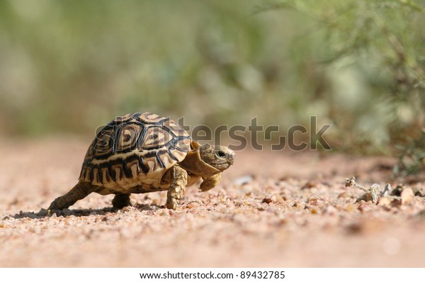 small leopard tortoise\
walking