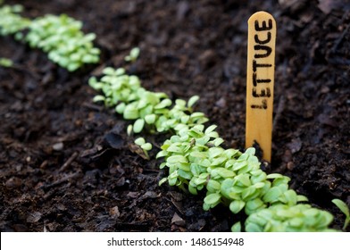 Small Lettuce Growing In The  Vegetable Garden. Wood Garden Marker. 