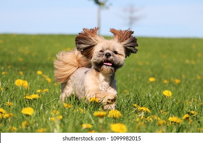 Lhasa Apso Images Stock Photos Vectors Shutterstock