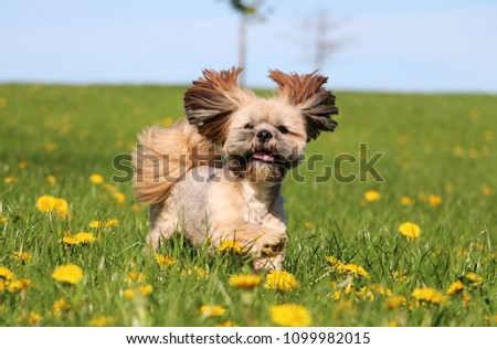 small lhasa apso is running on a field with dandelions