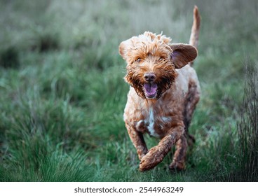 A SMALL LIGHT BROWN CURLY HAIRED DOG WITH NICE EYES RUNNING TOWARDS THE CAMERA WITH A SOFT GREEN BACKGORUND AT THE OFF LEASH DOG AREA AT MARYMOOR PARK IN REDMOND WASHINGTON - Powered by Shutterstock