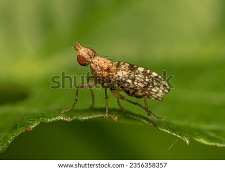 A small light brown fly with colorful wings sits on the edge of a green leaf in a thicket of grass on a summer evening.