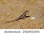 A small light brown lizard rests on a patch of pale sand.