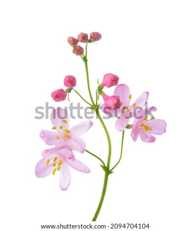  Small light pink  flowers of  Honeysuckle (Tatarian Honeysuckle) isolated on white background. Selective focus.