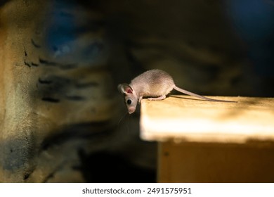 A small, light-brown mouse with a long tail is perched on a wooden surface. The mouse is looking down, and its whiskers are visible. The background is blurred, and the lighting is dim.