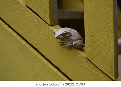 A small, light-colored tree frog is resting on a vibrant yellow wooden surface, possibly a railing or part of a building.