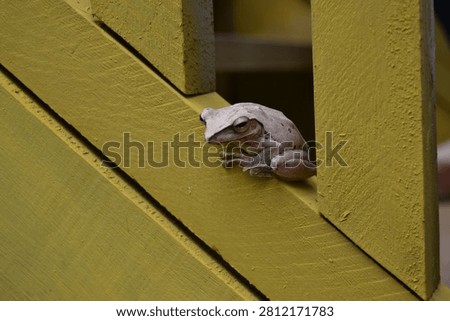 A small, light-colored tree frog is resting on a vibrant yellow wooden surface, possibly a railing or part of a building.