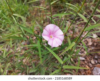 A Small Lilac Field Flower On A Background Of Green Grass