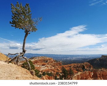 A small Limber pine standing at a cliffs edge with its roots exposed, looking out over the arid rugged landscape of Bryce Canyon in Utah - Powered by Shutterstock