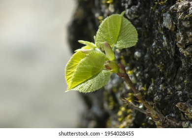 Small Linden Leaves Emerging From Trunk. On Small Twig Together With Buds. Macro Photo. - Powered by Shutterstock