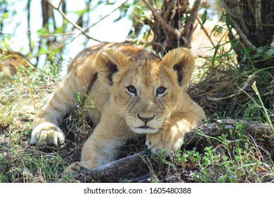 Small Lion Cub / Baby With Big Blue Eyes And Big Fluffy Ears, Laying Down, With A Curious And Interested Look On Its Face, Staring Directly Into The Camera On Safari In The Masai Mara In Kenya