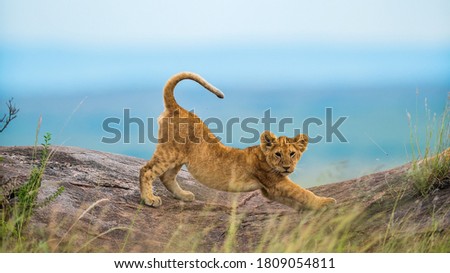 A small lion cub bent its back while on a rocky ledge