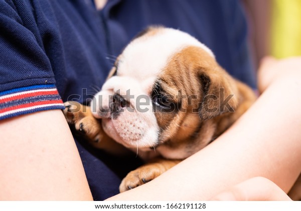 Petit Petit Chiot De Bulldog Anglais Photo De Stock Modifiable