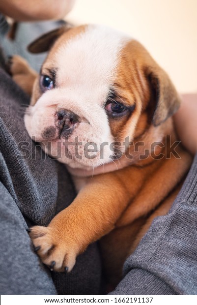 小さくて小さな英語のブルドッグの子犬 赤ちゃん 生まれたての女性の手 の写真素材 今すぐ編集