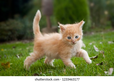 Small little kitty - rusty cat - Shutterstock ID 1233463177