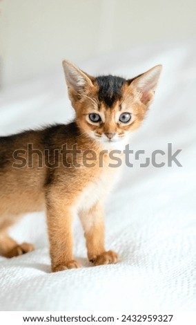 Small little newborn kitty, wild-colored kittens of Abyssinian cat breed lie, sleep sweetly on soft white blanket in bed. Funny fur fluffy kitty at home. Cute pretty brown red pet pussycat, blue eyes.