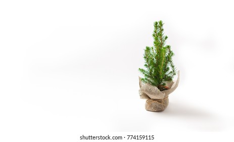 Small Live Christmas Tree Isolated On A White Background