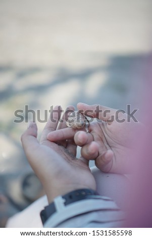 Similar – Foto Bild Ältere Frau, die Kiefernzapfen in den Händen hält.