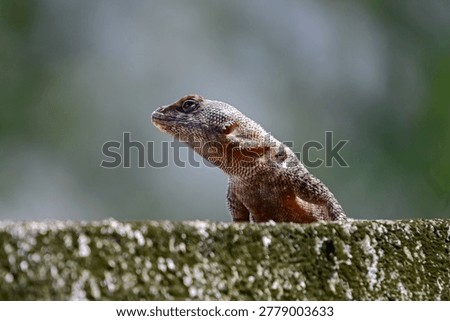 small lizard basking on a mossy concrete wall under bright sunlight, profile of a tropical lizard resting on a weathered stone wall, small reptile basking in the sun against a clear background