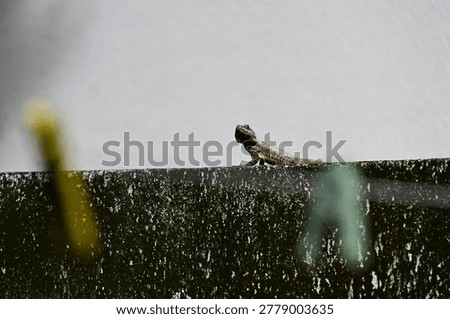 small lizard basking on a mossy concrete wall under bright sunlight, profile of a tropical lizard resting on a weathered stone wall, small reptile basking in the sun against a clear background