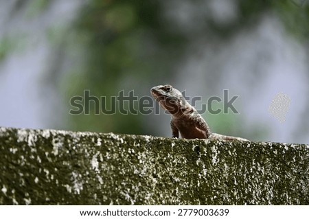 small lizard basking on a mossy concrete wall under bright sunlight, profile of a tropical lizard resting on a weathered stone wall, small reptile basking in the sun against a clear background